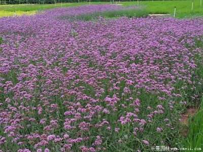 闊葉馬鞭草怎么種植