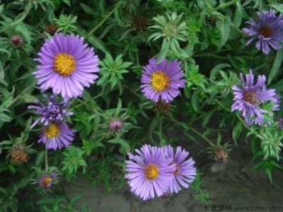 除蟲菊什么時(shí)候開花較好？