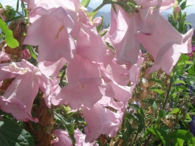 風鈴花種子幾天發(fā)芽