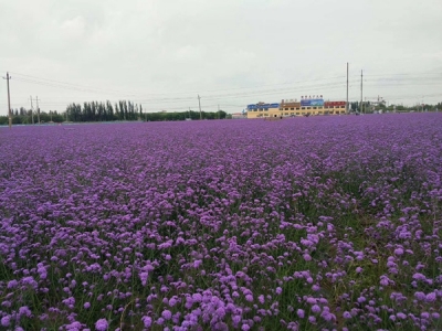 柳葉馬鞭草如何養(yǎng)護才能開花更好？