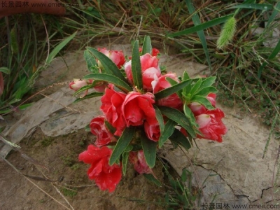 銀邊翠的花期時(shí)間在幾月？