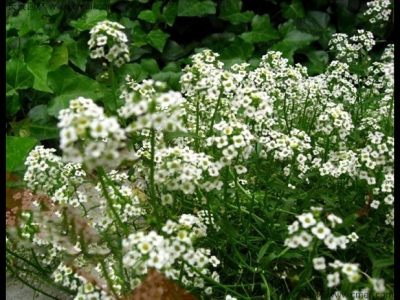 香雪球如何養(yǎng)護(hù)才能開(kāi)花更好？