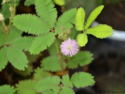 含羞草的花期時(shí)間在幾月份？