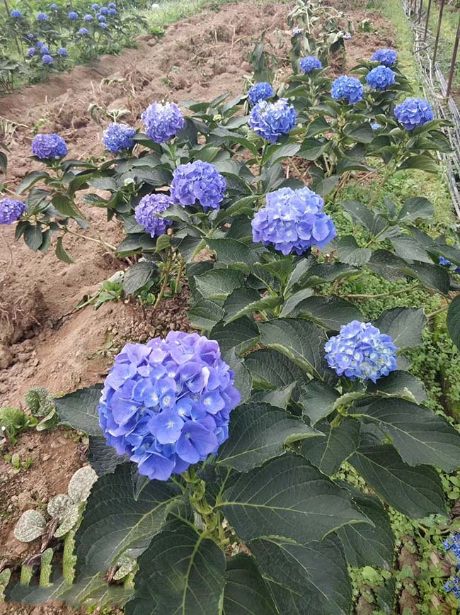 繡球花根深嗎