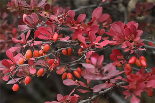 紅葉小波冬天落葉嗎？