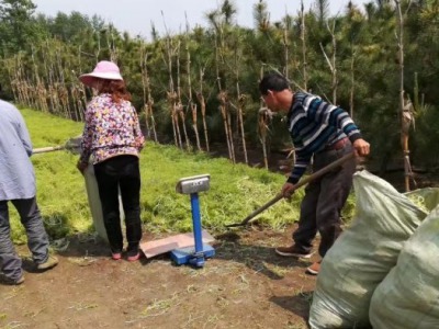 佛甲草能長多高