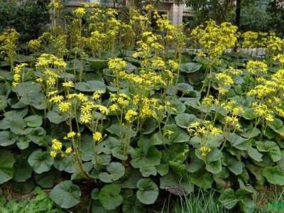 大吳風(fēng)草物候期