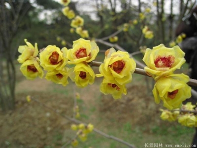 藍(lán)色花的草本花卉有哪些