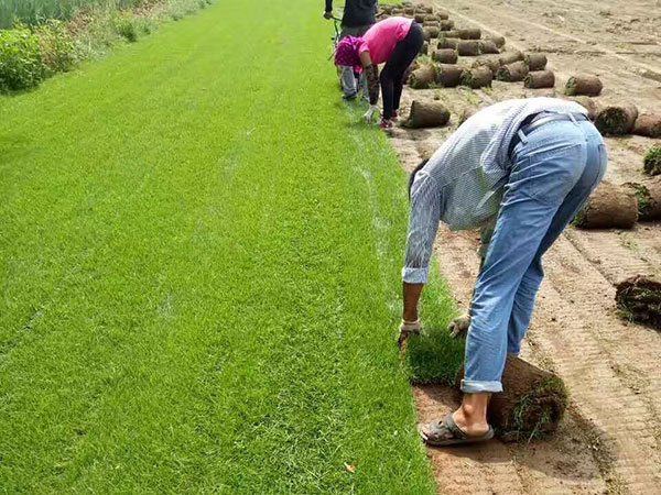 高羊茅草坪圖片