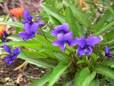 紫花地丁夏天開花嗎？