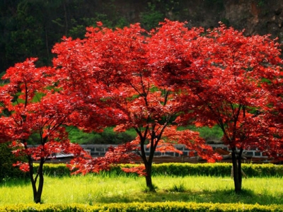 紅楓夏天可以移栽嗎？