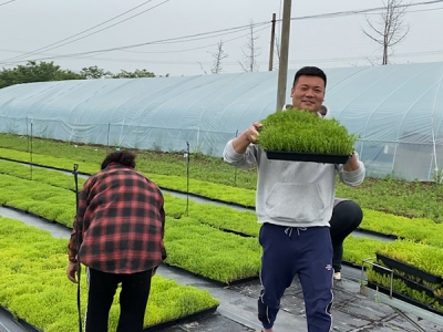 佛甲草的壽命是多長(zhǎng)時(shí)間