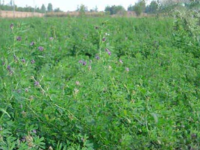 紫花苜蓿牧草什么時(shí)間留種子好