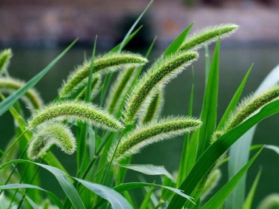 狗尾巴草的花是什么樣子的？