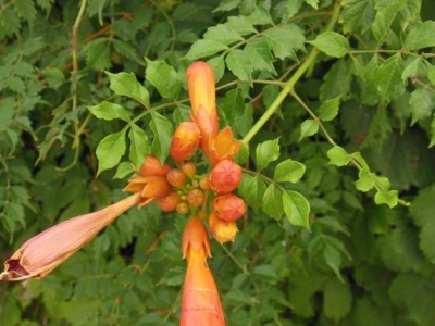 凌霄花北方可以種植嗎？