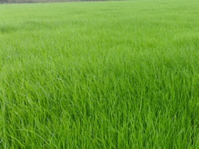 雨季種植草籽用水泡嗎？