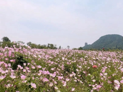 美麗月見草一年開幾次花呢