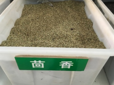 茴香七月份能播種嗎露地？