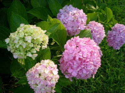 繡球花一年四季都開花嗎？