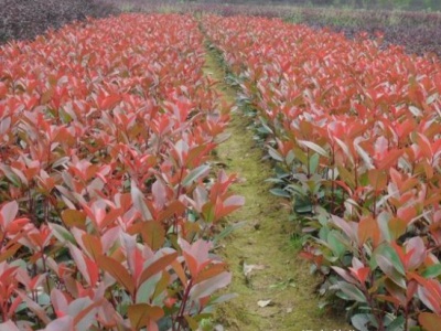 紅葉石楠10月份能栽活嗎？