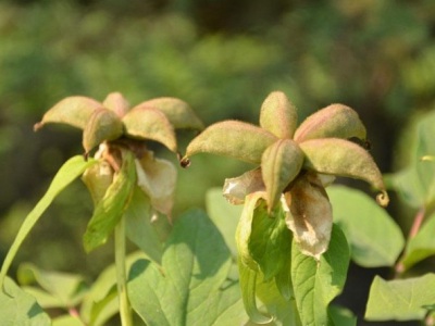 牡丹花種子5月份能種植嗎