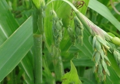 薏米幾月開(kāi)始播種？