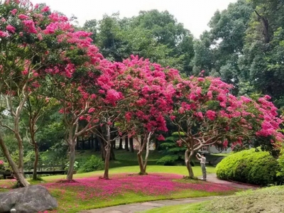 紫薇樹夏天移栽能活嗎？