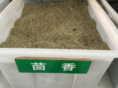 夏季能種茴香嗎