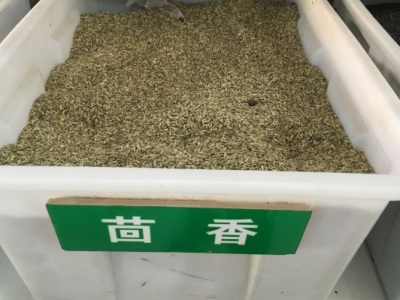 夏天能種茴香嗎