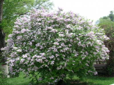 丁香花適合南方種植嗎？