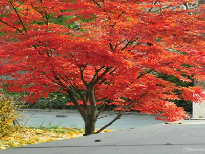 紅楓樹(shù)黑龍江能種植嗎？