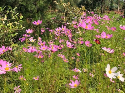 北方室外多年生草本花卉呢？