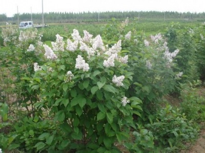 丁香花夏季能移栽嗎？