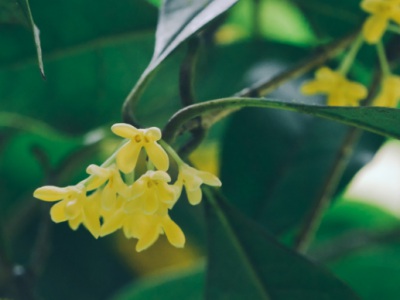 桂花種子幾月份播種怎樣種？