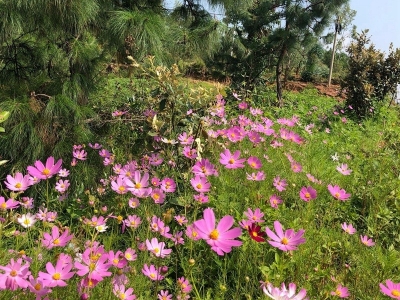 波斯菊夏天能種嗎