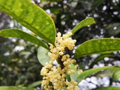 桂花樹(shù)河北能種植嗎？