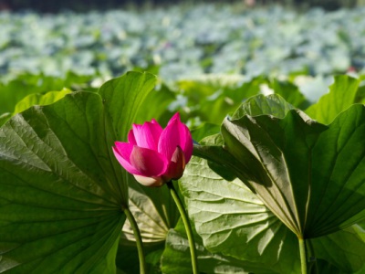 南方荷花什么時(shí)候開花