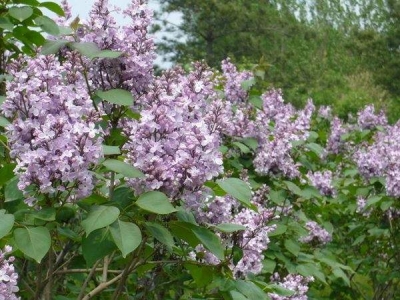 紫丁香和丁香花是同一種花嗎？