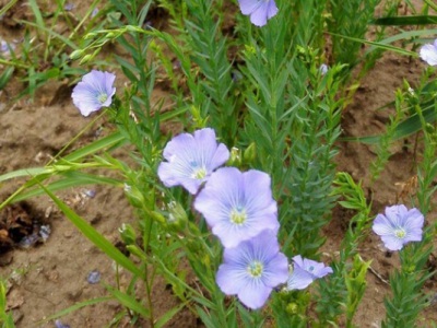 藍(lán)花亞麻的播種時(shí)間