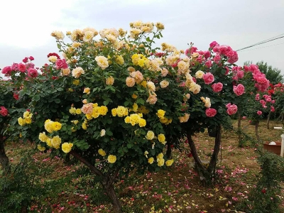 樹(shù)狀月季花樹(shù)北方能種植嗎？