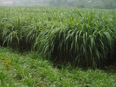 東北黑土適合種植什么牧草？