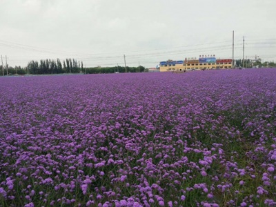 柳葉馬鞭草10月可以開花么？