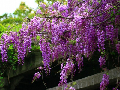 紫藤花季是什么時(shí)候？