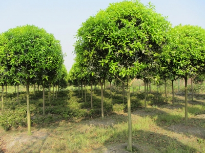 夏天可以種桂花樹(shù)嗎,夏天栽桂花樹(shù)能活嗎