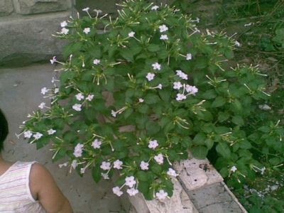 6月份種植草茉莉嗎,草茉莉什么時候種植最好