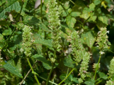 藿香剛發(fā)芽什么樣子？