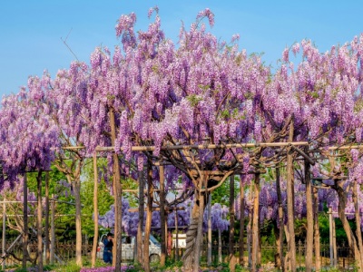 紫藤花什么時(shí)候開花？