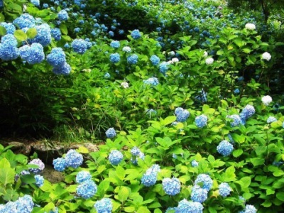 繡球花種子幾月份播種？