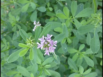 紫花苜蓿種子在北方什么時(shí)候種？