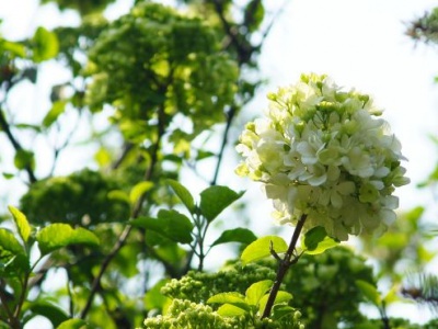 繡球花幾月種植好？